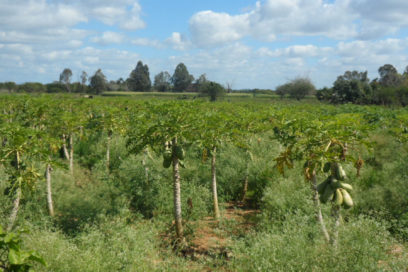 Camagüeyanos apuestan por el crecimiento de los frutales