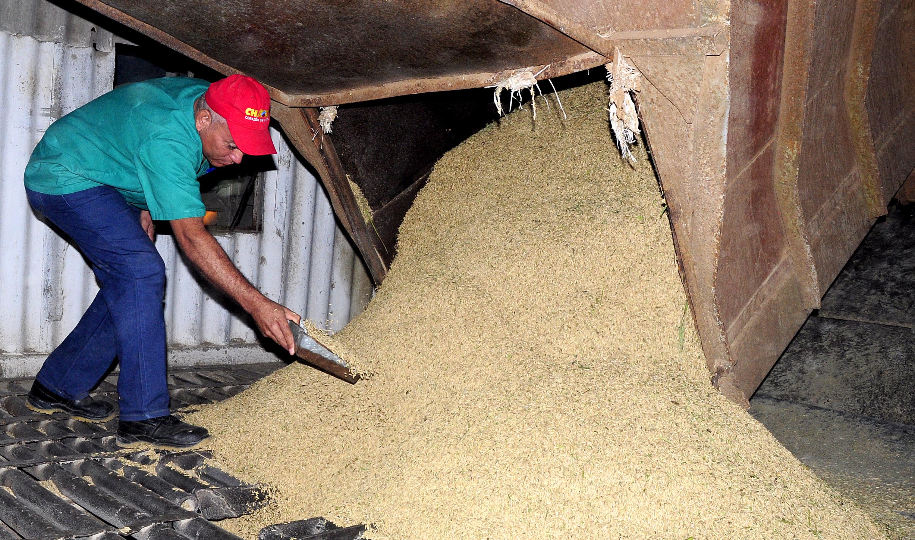 El chequeo de la calidad del arroz es vital, pues de ella depende el pago a los productores y el prestigio de Sur del Jíbaro. Foto: Roberto Carlos Medina