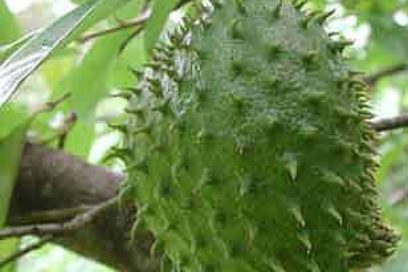 Guanábana: para deleitar y curar