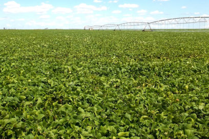 La Cuba comienza a “sazonar” los frijoles