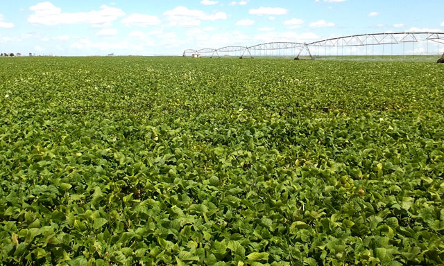 Iniciará la cosecha este 3 de marzo en 63 hectáreas, de las 315 sembradas, cuya inversión abarcará unas mil 300 en la primera etapa. Foto: Nohema Díaz.