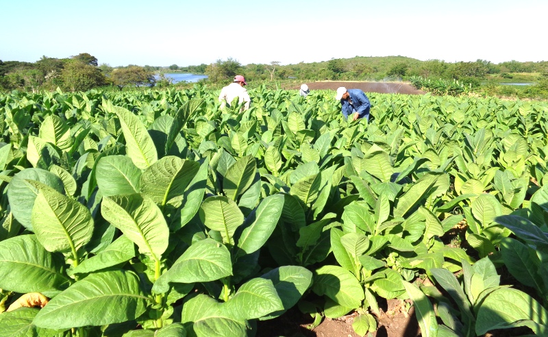 Estas vegas de tabaco constituyen una muestra tangible de la razón que asiste a los promotores del proyecto.