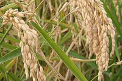 Cuba y Brasil Colaboran en la producción de arroz