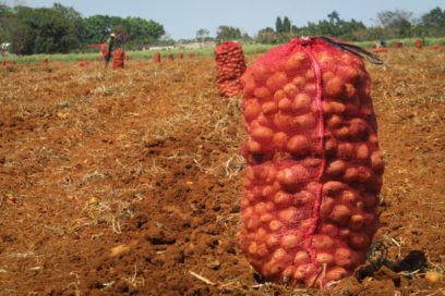 Añoranza por la papa
