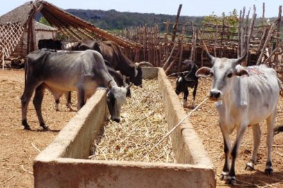 Más que el perrito y el gatico