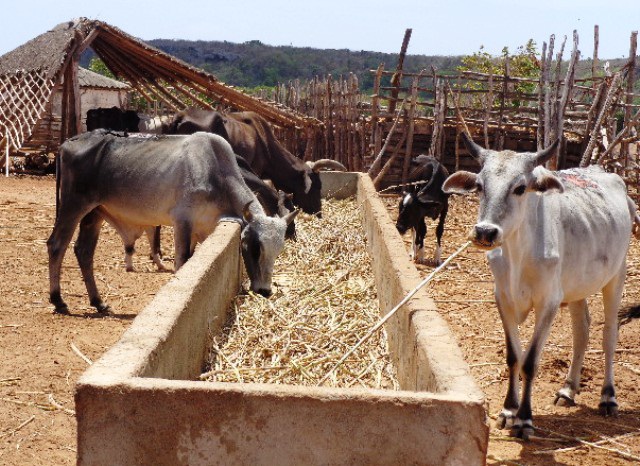 La actual sequía golpea duro la masa ganadera de Guantánamo. Fotos: Del autor