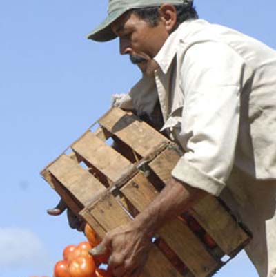 La campaña 2014 no tiene el color vivo, ni el delicioso sabor de la ensalada. (Foto: Nohema Díaz Muñoz) La campaña 2014 no tiene el color vivo, ni el delicioso sabor de la ensalada. (Foto: Nohema Díaz Muñoz)