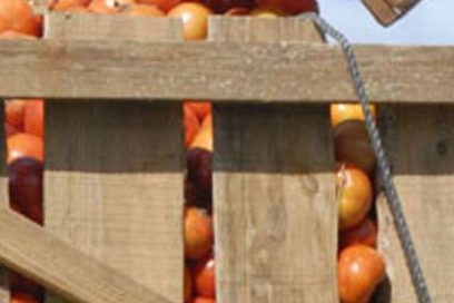 La zafra tomatera no es tan roja