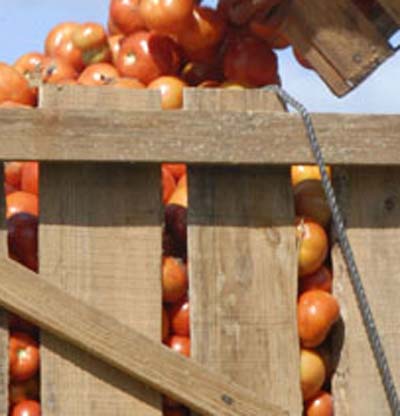 La campaña 2014 no tiene el color vivo, ni el delicioso sabor de la ensalada. (Foto: Nohema Díaz Muñoz)