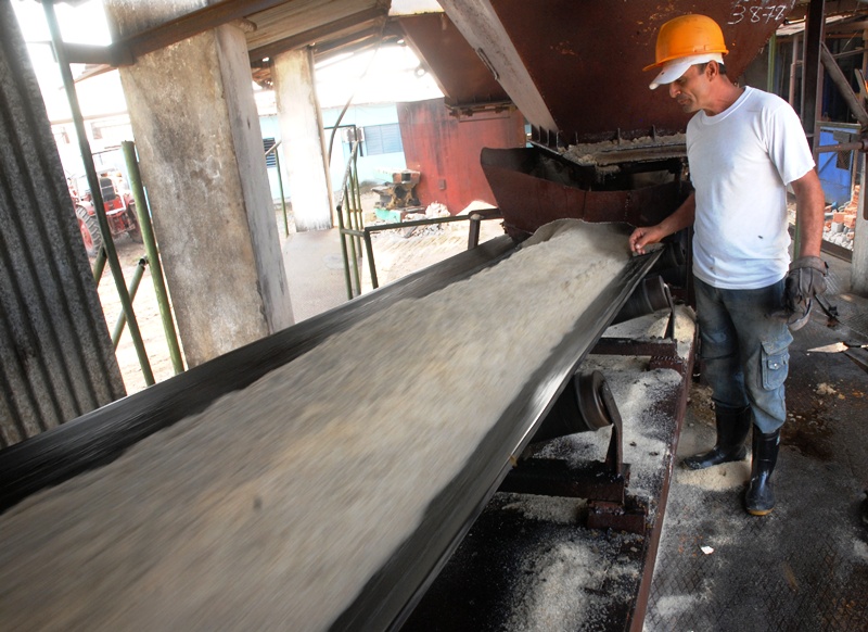 Los azucareros de Cienfuegos arribarán al 1º de Mayo con el plan de producción de la zafra cumplido. En la foto, la estera que transporta el crudo en el ingenio Antonio Sánchez. Foto: Modesto Gutiérrez, AIN.
