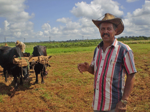 Roberto Santana, presidente de la CPA Ramón Martel, de Limonar, asegura que los precios de los productos son estimulantes para los agricultores.