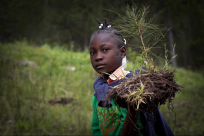 Los degradados bosques de Haití albergan esperanzas