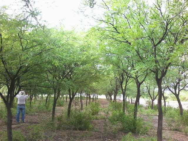 plantación de algarroba