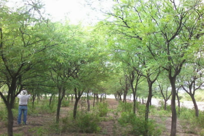 ¡El algarrobo fue la solución!