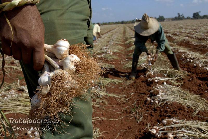 Agricultura Foto Reno Massola