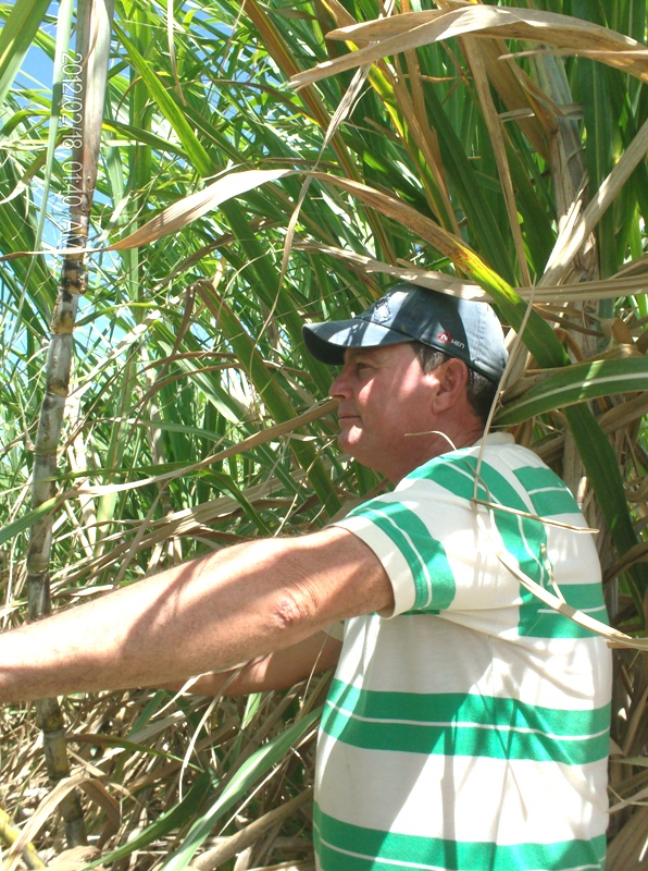 Gildardo en pleno deleite ante la frondosidad de las plantaciones. Fotos: Del autor