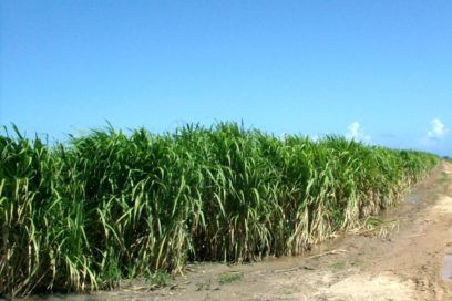 ¡Caña!, ¿en tierra  baldía?