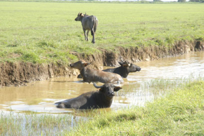 Deudores de la economía avileña