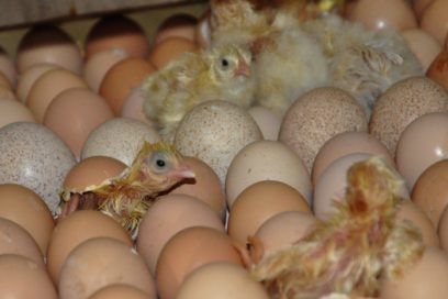 El verdadero gallo del gallinero