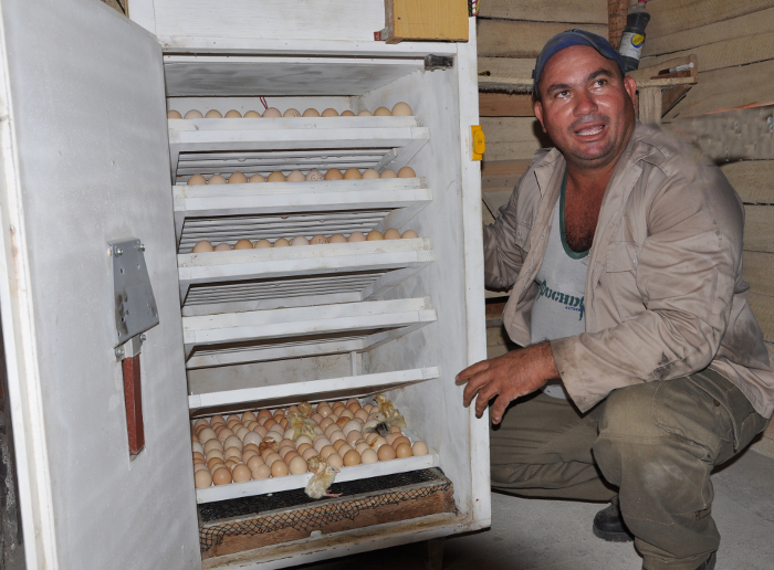 Oscar muestra la incubadora que creó con sus manos y que le ayuda en la obtención de los pollos.