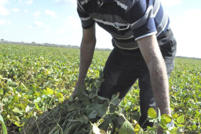 Los frijoles desalojan al marabú