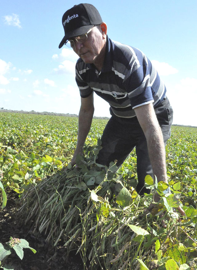 El ingeniero Carlos Blanco Sánchez muestra el excelente estado vegetativo de las plantaciones. Foto: Edelvis Valido Gómez