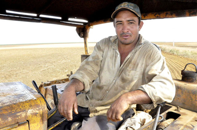 Los frijoles que desalojan al marabú