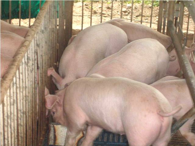 Es apreciable el buen estado de las crías