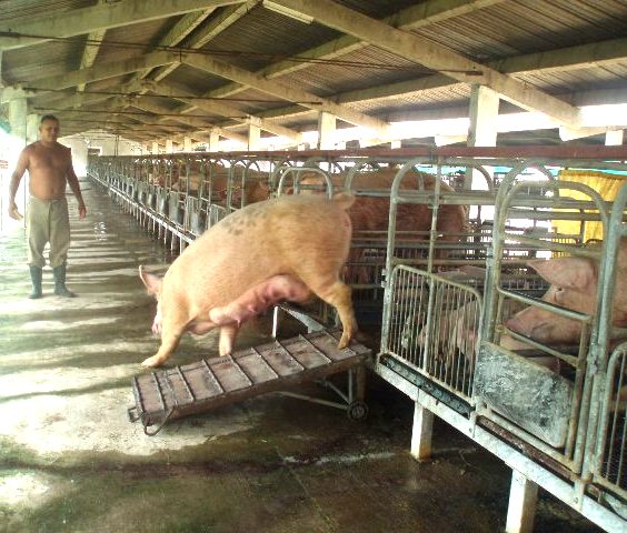 Hay esmeros en el cuidado de las reproductoras