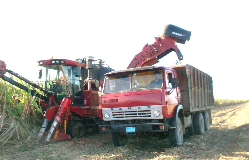 Todavía hay caña en los campos tuneros. Foto: Del autor