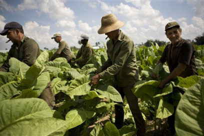 Inician actividades por el Día del tabacalero