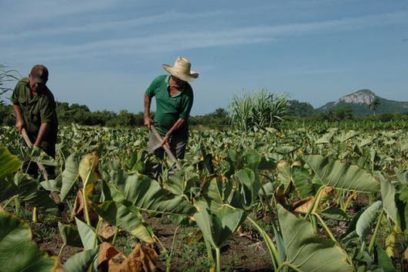 Campesinado por más protagonismo en la producción de alimentos