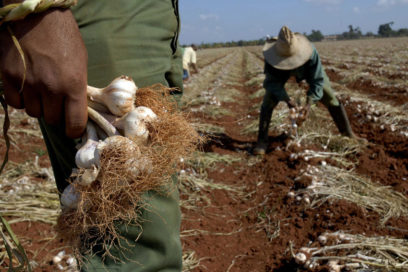 La gestión de la agricultura apuesta por la eficiencia