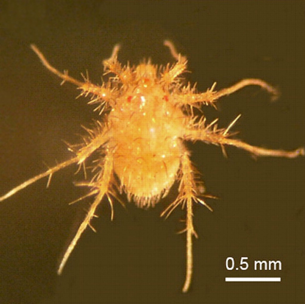 image_1887e-Paratarsotomus-macropalpis