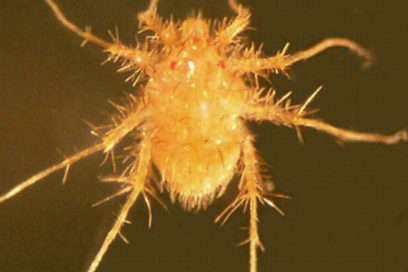 El animal más veloz del mundo