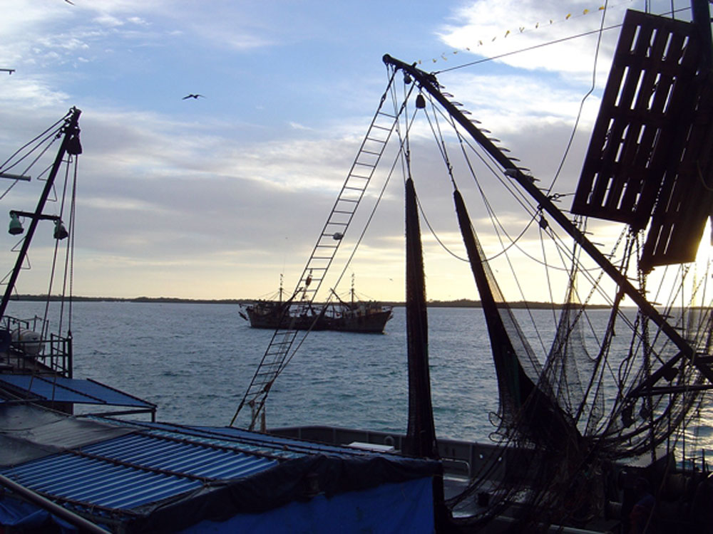 Barcos camaroneros en plena faena.