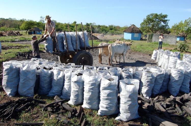 Es muy dura la faena de producir carbón vegetal. Foto: Modesto Gutiérrez, AIN.