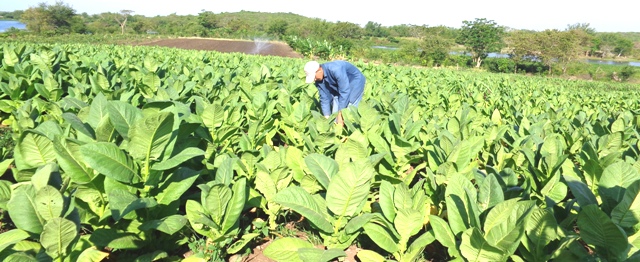 Estos sembradíos demuestran el agradecimiento de la tierra.