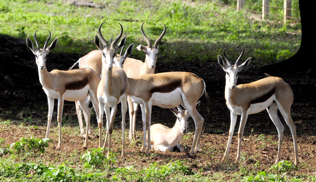 Los springbok o gacelas saltarinas pueden ser apreciadas en la Pradera Africana. Foto: Roberto Carlos Medina.
