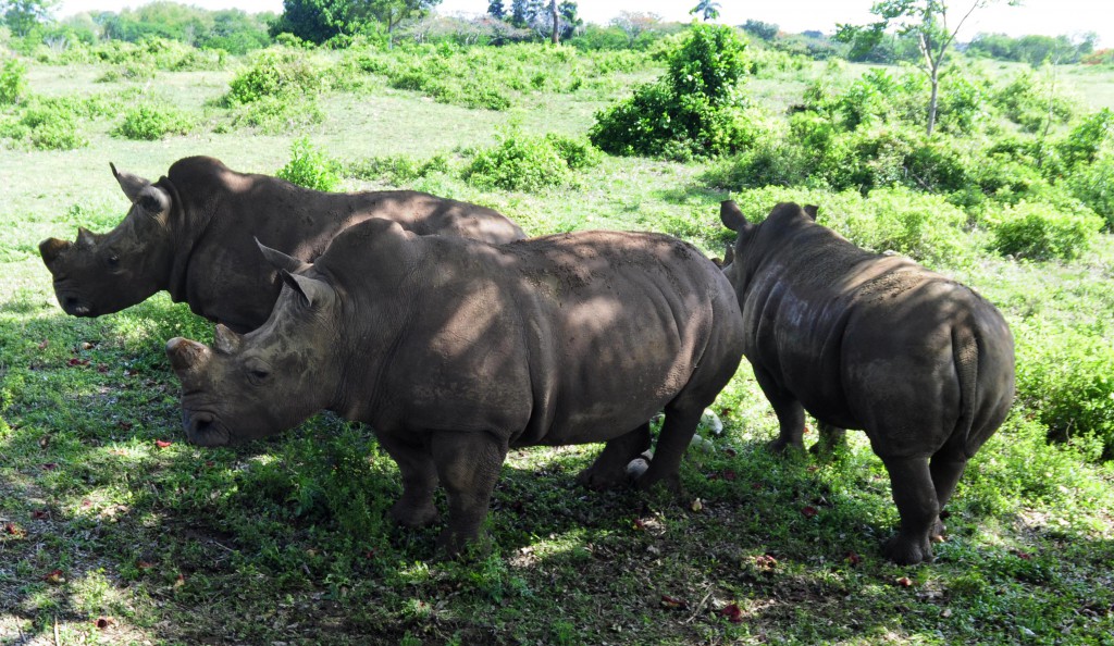Foto: Roberto Carlos Medina.