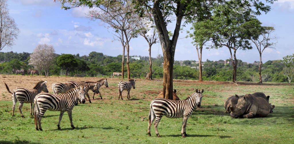 En la Pradera Africana convive un gran número de especies: cebras, rinocerontes, avestruces, elefantes, jirafas, entre otras. Foto: Roberto Carlos Medina.