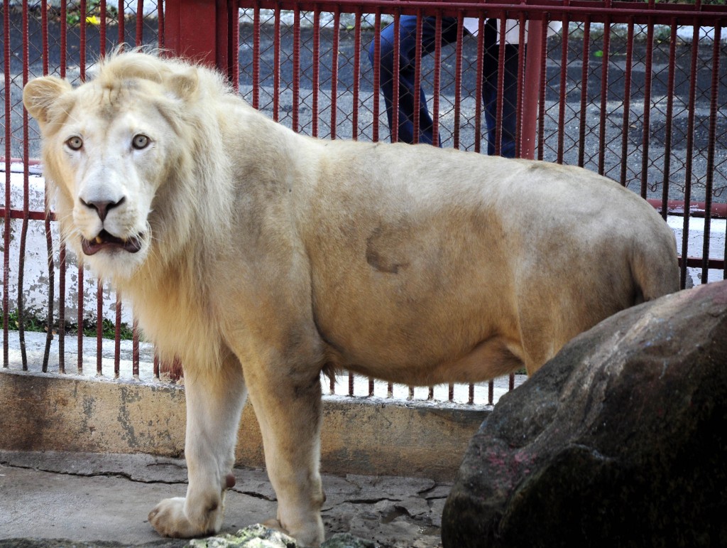 El león blanco es un ejemplar único en el país que fue donado por el zoo de la ciudad de Belgrado, Serbia. Es así por un gen recesivo y solo pervive en cautiverio, pues su pelaje blanco le impide cazar en la sabana africana. Foto: Roberto Carlos Medina.