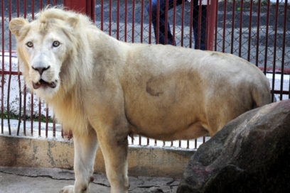 Photographic Safari in the Cuban City