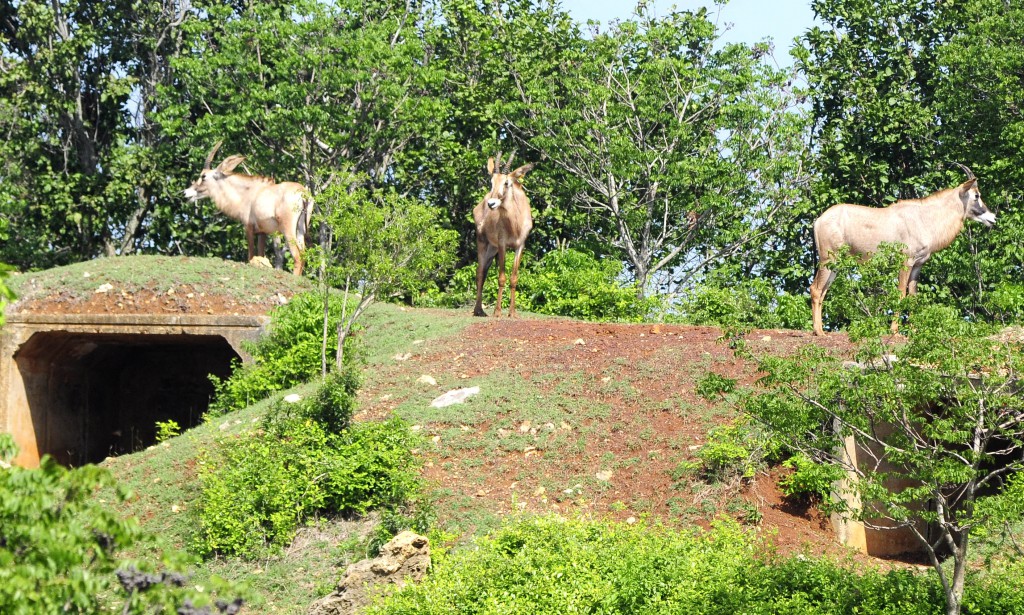 Foto: Roberto Carlos Medina.