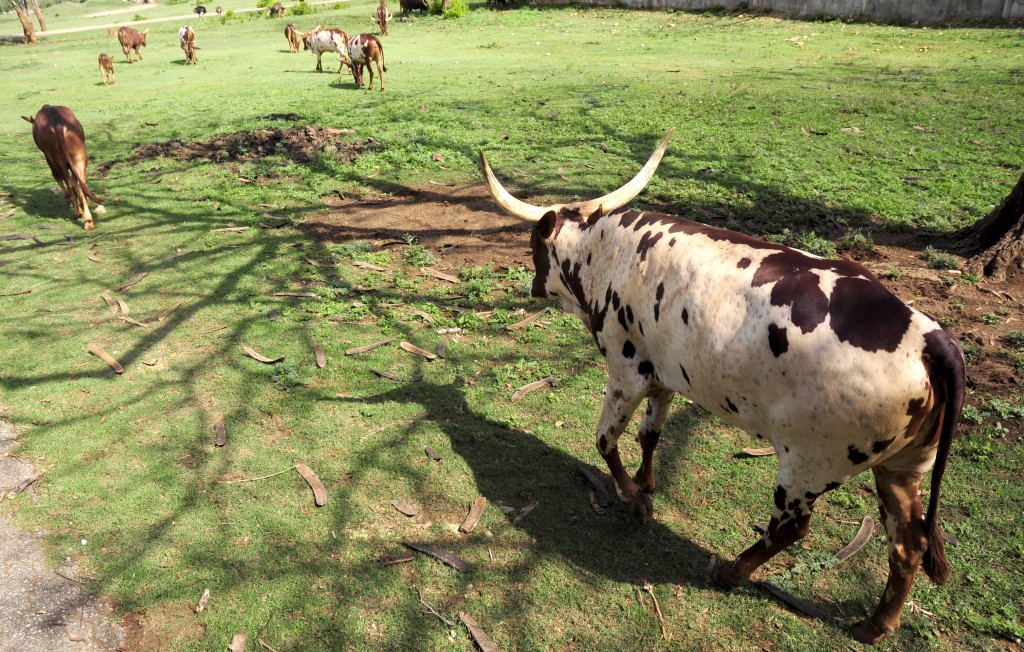 Foto: Roberto Carlos Medina.