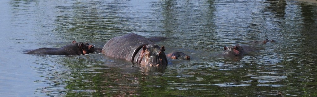 Los hipopótamos no nadan, caminan bajo el agua. Son especies muy territoriales y pueden atacar al ser humano si se acerca demasiado. Foto: Roberto Carlos Medina.