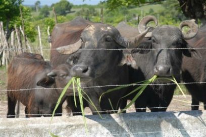 Resultados del manejo de búfalos en Sancti Spíritus