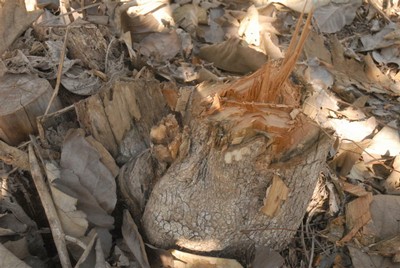 La tala indiscriminada causa daños irreversibles a la floresta. (Foto: Vicente Brito)