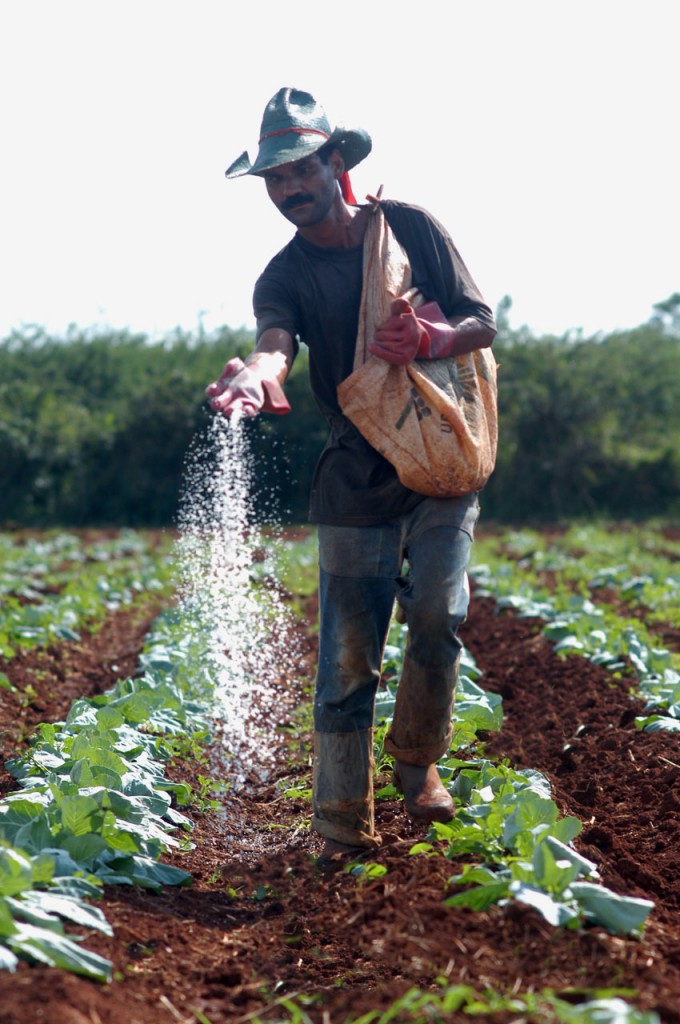 Los trabajadores que tienen contacto con plaguicidas o fertilizantes deben chequear su estado de salud periódicamente. Foto: René Pérez Massola