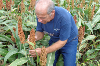 Al sorgo lo que es del sorgo